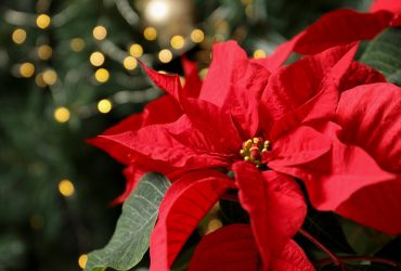 La Stella di Natale: la leggenda di questa pianta simbolo delle feste